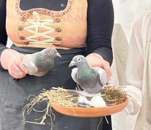 Na zdjęciu widać osobę trzymającą w dłoniach dwa gołębi. Jednego ptaka trzyma bezpośrednio w lewej ręce, a drugiego umieszczonego w gnieździe zrobionym z siana, które leży na okrągłej glinianej podstawce. W gnieździe znajdują się także dwa białe jajka i kilka piórek.
Osoba ubrana jest w czarną bluzkę oraz fartuch, a na wierzchu ma gorset w odcieniach pomarańczowo-złotych z ozdobnym sznurowaniem z przodu. Tło jest jasne, neutralne, co sprawia, że główną uwagę przyciągają gołębie i gniazdo. Scena wygląda na fragment pokazu edukacyjnego lub przedstawienia o ptakach.