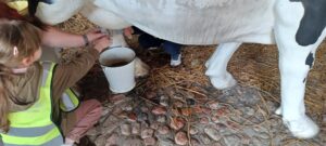 Na zdjęciu widzę dziecko podczas karmienia krowy - bezpośredni kontakt ze zwierzęciem gospodarskim:

Główna scena:

Dziecko karmiące krowę - podaje jedzenie z ręki
Krowa - duże zwierzę, blisko dziecka
Bezpośredni kontakt - dziecko dotyka krowy
Moment edukacji o zwierzętach gospodarskich
Farma lub gospodarstwo
Dziecko:

Wygląd:

Jasne włosy - blond, krótkie
Mały wzrost - prawdopodobnie 4-6 lat
Prawdopodobnie chłopiec
Ubranie:

Jaskrawożółta kamizelka odblaskowa z:
Szarymi pasami odblaskowymi
Widoczna z boku
Brązowa bluza pod spodem
Granatowe spodnie - długie
Postawa:

Kuca lub pochyla się - przy krowie
Ręka wyciągnięta - karmi krowę
Blisko zwierzęcia - bezpośredni kontakt
Skupiony - koncentruje się na karmieniu
Spokojny - nie wygląda na przestraszonego
Ręka:

Wyciągnięta do krowy - podaje jedzenie
Otwarta dłoń - prawdopodobnie z karmą
Delikatna - ostrożne ruchy
Dotyka krowy - bezpośredni kontakt
Krowa:

Wygląd:

Duże zwierzę - dorosła krowa
Biało-czarna sierść - charakterystyczne plamy
Rasa mleczna - prawdopodobnie holsztyńsko-fryzyjska (najczęstsza rasa mleczna)
Czysta sierść - zadbana, czysta
Widoczne części:

Tułów - masywny, biały z czarnymi plamami
Nogi - białe, z czarnymi plamami
Kopyta - białe, czyste
Wymię - prawdopodobnie widoczne (krowa mleczna)