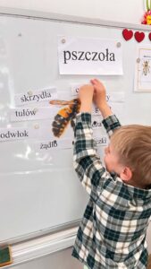 Na zdjęciu widzę dziecko podczas zajęć edukacyjnych z języka polskiego:

Główna aktywność:

Chłopiec stojący przy białej tablicy magnetycznej
Dziecko aktywnie uczestniczy w ćwiczeniu językowym
Trzyma w ręku żółty magnes i przykleja go do tablicy
Ubranie dziecka:

Koszula w kratkę (zielono-biało-granatową kratę)
Jasne, krótkie włosy
Treść na tablicy - ćwiczenie językowe:

Główne słowo (na górze):

"pszczoła" - napisane dużymi literami na białej kartce
Części ciała pszczoły (mniejsze karteczki):

"skrzydła"
"tułów"
"odwłok"
"żądło"
"czułki" (lub podobne słowo)
Inne fragmenty tekstu częściowo widoczne
Dekoracje:

Dwa czerwone serca w prawym górnym rogu
Kolorowe kwiaty (czerwone, żółte) jako ozdoba
Mała ilustracja pszczoły po prawej stronie tablicy
Jasne, białe tło tablicy
Atmosfera:
Zdjęcie przedstawia interaktywną lekcję o pszczołach, gdzie dzieci uczą się anatomii pszczoły poprzez dopasowywanie nazw części ciała do odpowiednich miejsc. To praktyczna metoda nauczania - dziecko fizycznie manipuluje elementami (magnetycznymi karteczkami), co wspiera zapamiętywanie. Ćwiczenie łączy naukę przyrody z nauką języka polskiego (słownictwo specjalistyczne). Widać, że jest to kontynuacja wcześniejszej prezentacji multimedialnej o pszczołach - teraz dzieci aktywnie pracują z poznanym materiałem.
