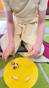 Na zdjęciu widzę dziecko podczas zabawy edukacyjnej związanej z tematyką pszczół:

Główna aktywność:

Dziecko klęczące na kolorowym dywanie
Widok z góry - widoczny tułów i ręce dziecka
Dziecko manipuluje czymś na żółtym talerzu
Ubranie:

Jasnobeżowa/kremowa bluza z kapturem
Bluza zawiązana z tyłu w kokardę/węzeł
Długie rękawy
Żółty talerz (główny element):

Duży, okrągły, intensywnie żółty talerz
Ilustracja pszczoły w górnej części talerza - kreskówkowa pszczoła w czarno-żółte paski
Dwa białe/jasne przedmioty na talerzu - prawdopodobnie migdały, pestki lub inne nasiona/orzechy
Dziecko trzyma jeden z tych przedmiotów w palcach
Podłoże:

Kolorowy dywan/mata w geometryczne wzory
Widoczne kolory: zielony, biały, szary, różowy/fioletowy
Wzór przypominający kwadraty lub prostokąty
Kontekst:

W tle widoczne inne kolorowe elementy (pomarańczowy, różowy)
Atmosfera:
Zdjęcie przedstawia zabawę edukacyjną nawiązującą do tematu pszczół - prawdopodobnie dzieci uczą się o tym, co jedzą pszczoły, co zbierają, lub symulują karmienie pszczół. Żółty kolor talerza nawiązuje do koloru pszczoły i miodu. Białe przedmioty mogą reprezentować nasiona roślin, które pszczoły zapylają, lub inne elementy związane z dietą i pracą pszczół. To praktyczna, interaktywna metoda nauczania, która angażuje zmysły i motorykę małą dziecka.