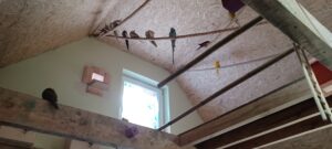 Na zdjęciu widzę wnętrze papugarni - fascynujące miejsce pełne egzotycznych ptaków:

Główna scena:

Wnętrze papugarni - duże pomieszczenie z ptakami
Ptaki siedzące na gałęziach - wiele osobników
Widok z dołu do góry - perspektywa zwiedzającego
Moment fascynacji egzotycznymi ptakami
Edukacyjna wizyta w papugarni